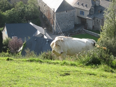Vache et église St Sylvestre